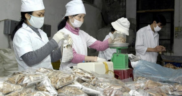 Thu hồi dược liệu Tang ký sinh do Công ty CP Đông y Dược Thăng Long phân phối