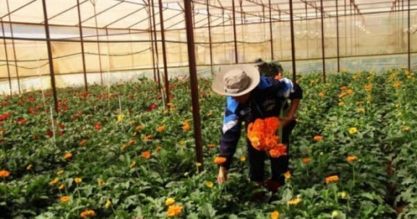 Đà Lạt đề nghị giải thể Hội làm vườn thành phố Đà Lạt đề nghị giải thể Hội làm vườn thành phố