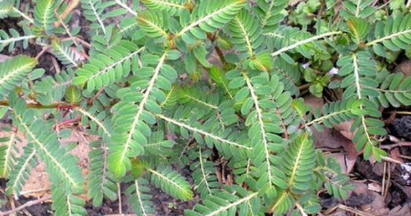 Thải độc rượu bia sau Tết bằng 'thần dược' mọc dại