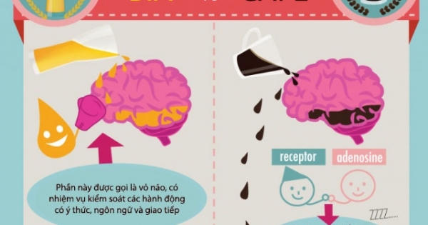 Chuyện gì xảy ra khi não bộ tiếp xúc với bia hoặc cafe?