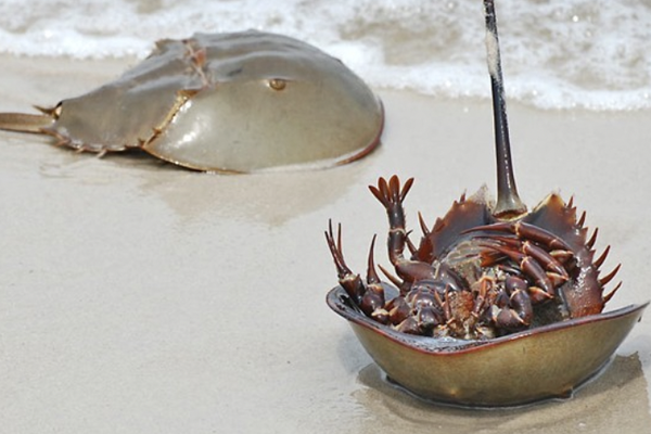 Ăn nhầm con so biển, hai người đàn ông nhập viện Ăn nhầm con so biển, hai người đàn ông nhập viện