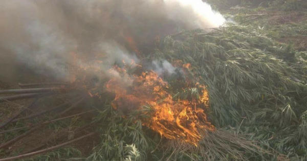 Đắk Nông: Phát hiện và nhổ bỏ hơn 7.300 cây cần sa trong rẫy của nam thanh niên