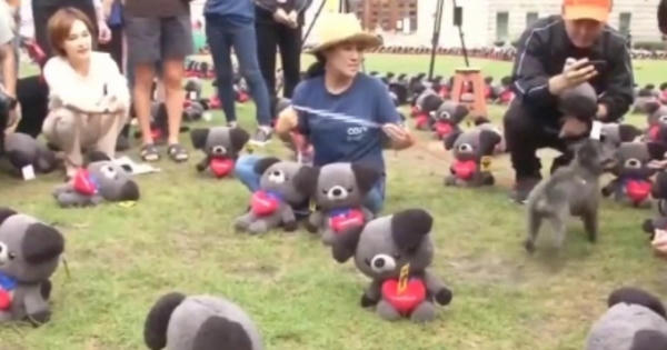 Hàn Quốc kêu gọi người dân không ăn thịt chó