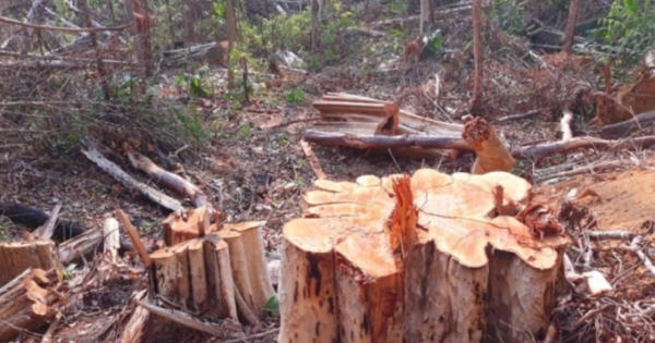 Tạm giam 2 nhân viên bảo vệ rừng của Công ty Ia H'Drai