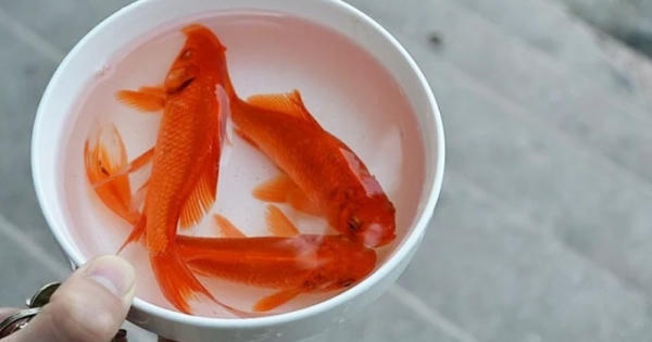 Tục cúng ông Công ông Táo ở 3 miền khác nhau như thế nào? Tục cúng ông Công ông Táo ở 3 miền khác nhau như thế nào?