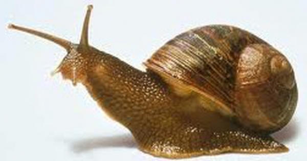 Bị bạn thách thức ăn ốc sên sống, thanh niên mê man do viêm màng não Bị bạn thách thức ăn ốc sên sống, thanh niên mê man do viêm màng não