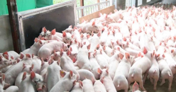 Kinh doanh thịt heo sạch được hỗ trợ