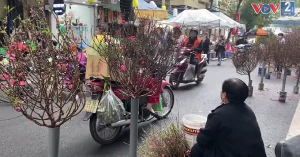 Chợ hoa Hàng Lược vắng bóng người mua