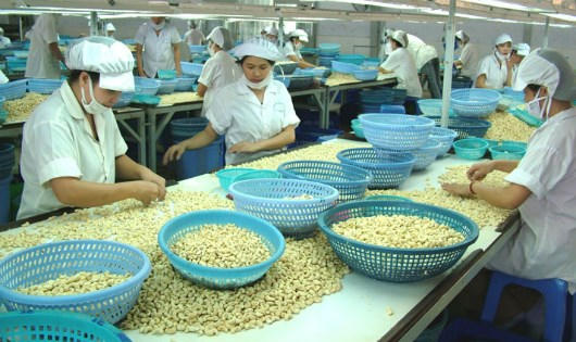 Ngành điều còn nhiều việc phải làm để đạt mục tiêu xuất khẩu 3 tỷ USD