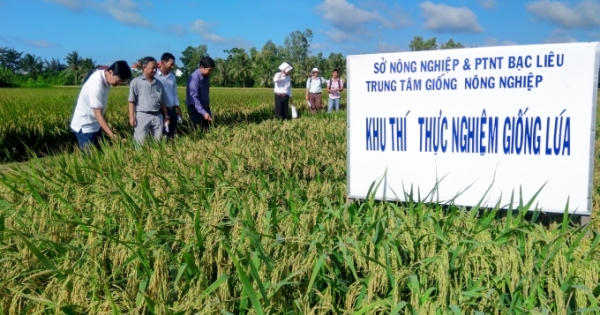 Bạc Liêu tổ chức lại sản xuất nông nghiệp phù hợp biến đổi khí hậu