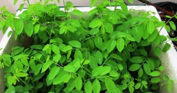 Chữa bệnh bằng rau tại vườn nhà