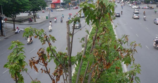 Phong lá đỏ ở Hà Nội không đổi màu, chết héo sau gần 2 năm trồng