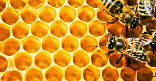 Keo ong - 6 lợi ích hàng đầu và cách dùng hiệu quả