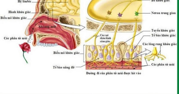 Chứng mất khứu giác, vị giác ở bệnh nhân COVID-19: Tự khỏi hay cần điều trị?