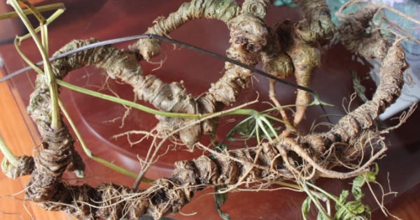 Tái hiện rừng sâm Ngọc Linh ngay tại Bảo tàng Lịch sử quốc gia