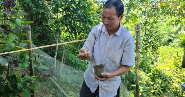 “Báu vật” ở vùng cao Ba Chẽ có gì đặc biệt khiến bà con thoát nghèo