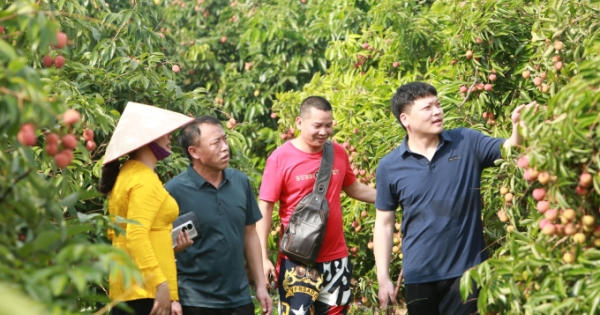 Vải thiều sớm Bắc Giang được giá, đã tiêu thụ gần 14.000 tấn