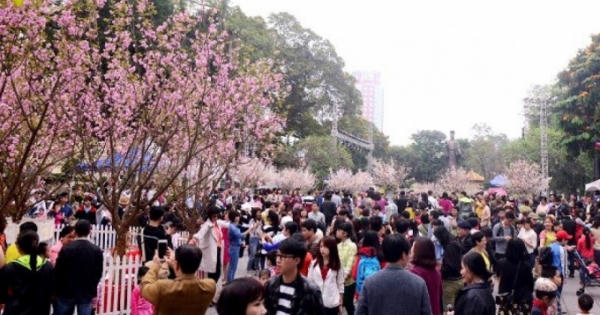 Hơn 7.000 cành anh đào khoe sắc tại Hà Nội Hơn 7.000 cành anh đào khoe sắc tại Hà Nội