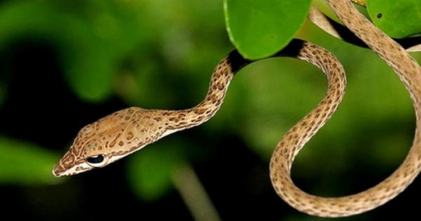 Hà Giang: Lên rừng hái thảo quả, một người đàn ông bị rắn cắn tử vong