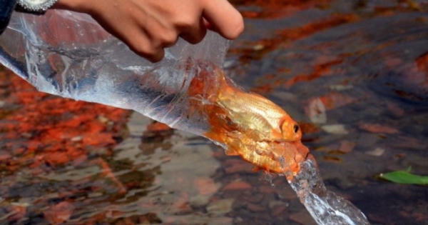 Những lưu ý khi thả cá chép tiễn ông Táo đúng ý nghĩa tâm linh