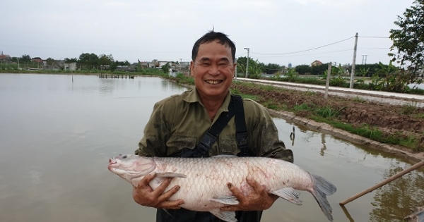 Cá trắm "khủng" ăn bột thơm, bán đắt như tôm tươi Cá trắm "khủng" ăn bột thơm, bán đắt như tôm tươi