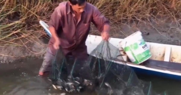 Bắt hàng trăm kg cá trong vuông tôm bằng thuốc ở miền Tây
