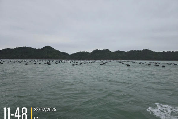 Luồng Quốc gia bị bè hàu chắn lối ở Quảng Ninh:  Bố trí vị trí nuôi khác, chi phí ai chịu?