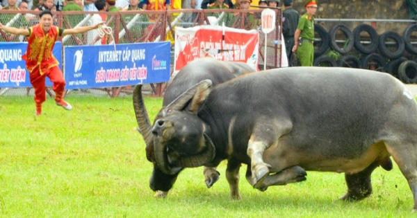 Bản tin Audio Thời sự Pháp luật ngày 28/9: Khai mạc hội chọi trâu Đồ Sơn