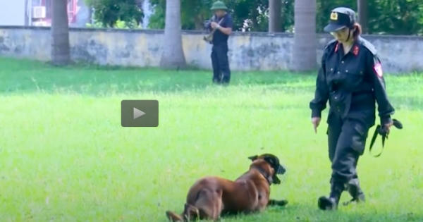 'Bóng hồng duy nhất' huấn luyện cảnh khuyển của Bộ tư lệnh Cảnh sát cơ động