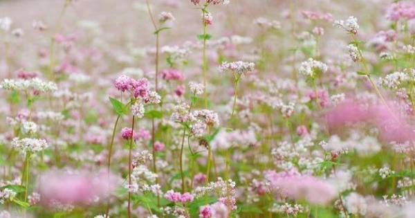 Lễ hội hoa tam giác mạch tại Hà Giang 2015