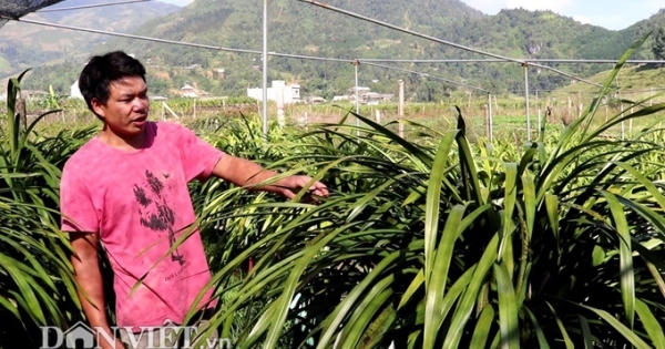 Cao thủ tiết lộ bí kíp chăm lan “giấc mộng vua Trần” nở đúng dịp Tết