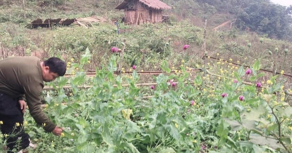 Cao Bằng: Liên tiếp phát hiện cây thuốc phiện trồng trái phép