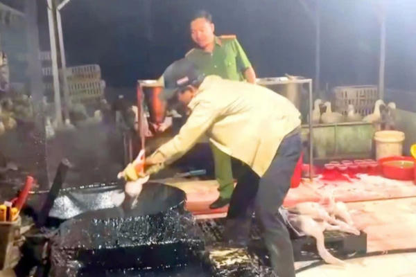 Phát hiện điểm giết mổ vịt trái phép dùng dung dịch không rõ nguồn gốc ở Đồng Nai