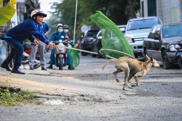 TP.HCM có 59 đội chuyên trách bắt chó thả rông
