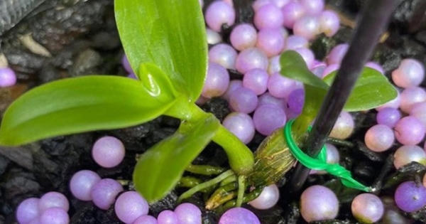 Thực hư chuyện đấu giá mầm lan huyền thoại Bướm Đại Ngàn 11,7 tỷ đồng