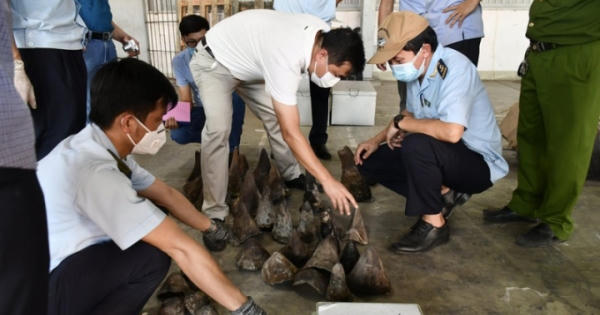 Bắt giữ 138kg sừng tê giác và 3 tấn xương động vật hoang dã