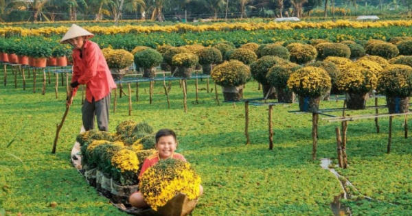 Thủ phủ hoa miền Tây ngập tràn sắc màu chờ Tết