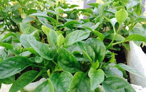 Ngỡ ngàng với vườn rau - ao cá trên sân thượng giữa Thủ đô