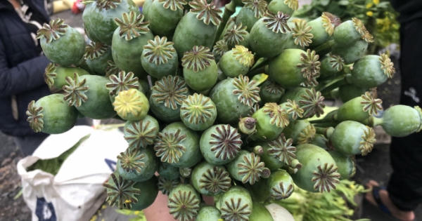 Sửng sốt khi cây anh túc được bày bán nơi chợ biên giới Việt – Lào