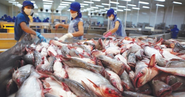 Vì sao cổ phiếu HVG của Thủy sản Hùng Vương bất ngờ bị hủy niêm yết?