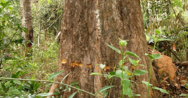 Tây Ninh: Hàng trăm cây rừng tự nhiên bị khoan lỗ, đổ thuốc độc Tây Ninh: Hàng trăm cây rừng tự nhiên bị khoan lỗ, đổ thuốc độc