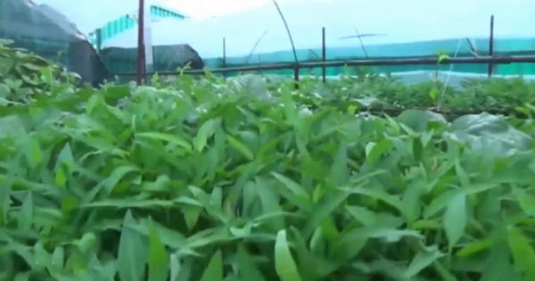 Tái thiết mảng xanh trên quần đảo Trường Sa sau thiên tai