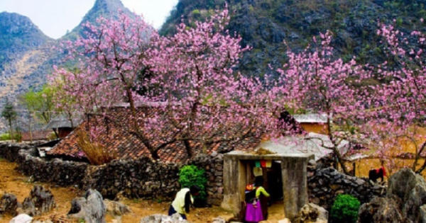 Du xuân không quên phòng dịch