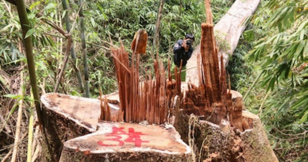 Vụ phá rừng lim cổ thụ ở Quảng Nam: Bắt 2 cán bộ bảo vệ rừng