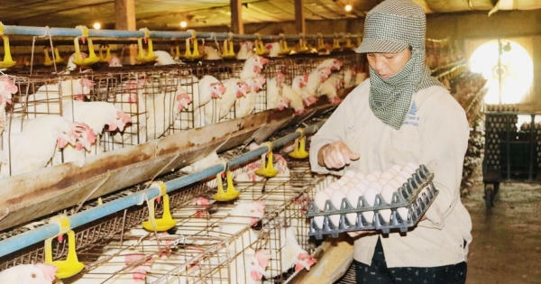 Cần có giải pháp kịp thời để giải cứu các hộ chăn nuôi ở Đồng Nai