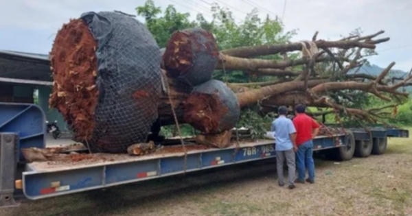 Chở cây cổ thụ quá khổ, một lái xe liên tục gọi điện “nhờ trợ giúp”