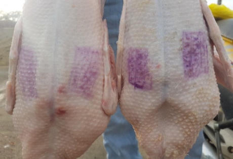 Mua bán dấu kiểm dịch để 'phù phép' cho gia cầm không rõ nguồn gốc