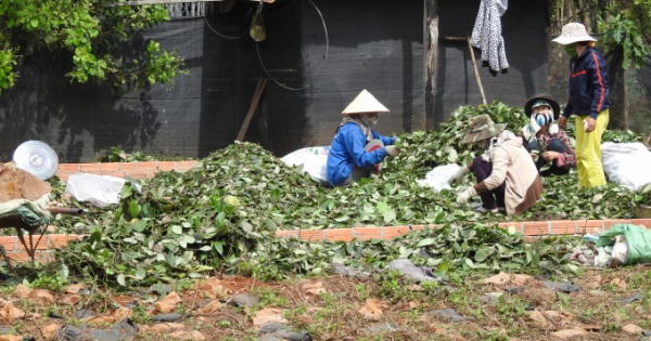 Tây Nguyên: Nông dân sốt ruột vì nạn trộm hạt hồ tiêu và cắt dây tiêu
