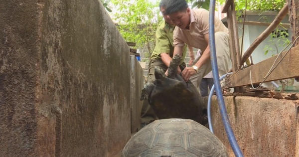 Đắk Lắk: Bắt giam đối tượng nuôi, nhốt hơn 100 cá thể rùa quý hiếm