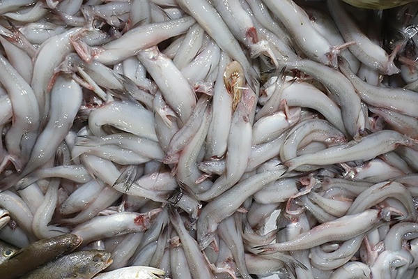 Hà Tĩnh: Phát hiện 5 mẫu cá cháo có dư lượng chất cấm formol